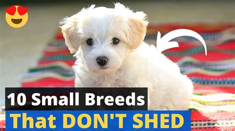 cheap dogs that are easy to train and dont shed